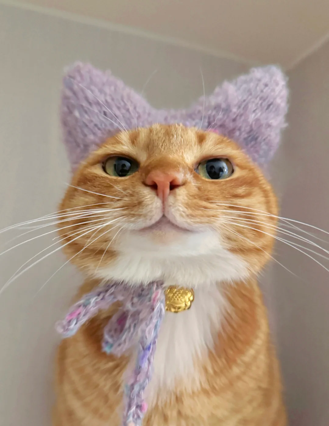 Cat health knowledge hub - Sick Cat Care