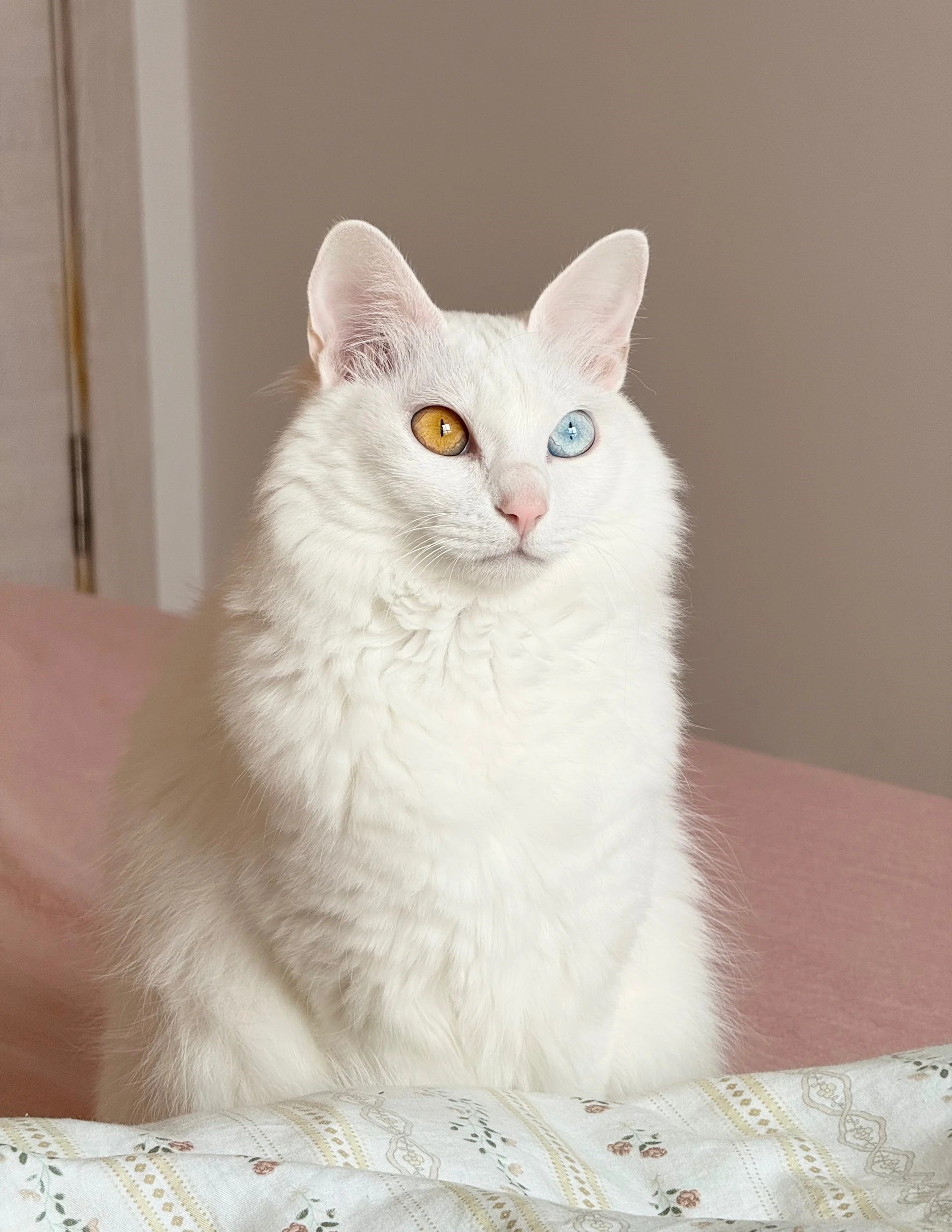 Cat health knowledge hub - Sick Cat Care
