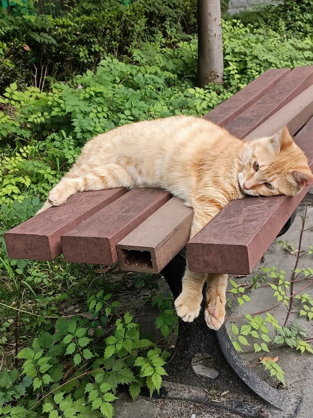 Cat health knowledge hub - Sick Cat Care